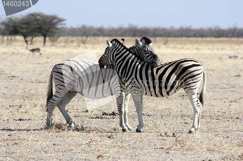 Image of  zebras