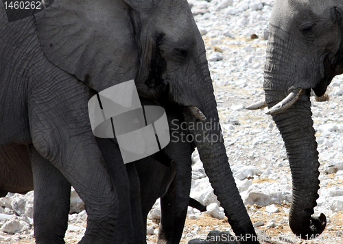 Image of  elephants