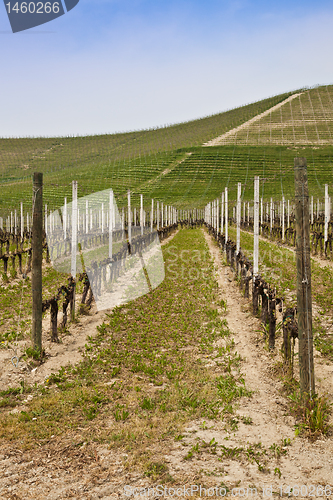 Image of Barbera vineyard - Italy