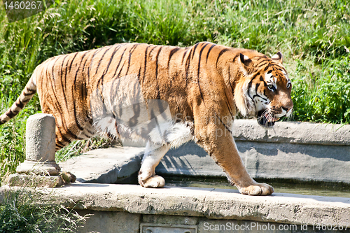 Image of Walking tiger (Panthera Tigris)