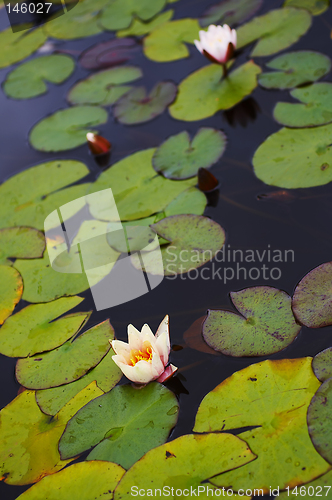 Image of Pond