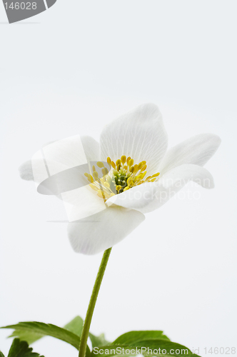 Image of Isolated white flower