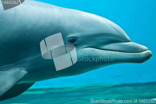 Image of Dolphin portrait