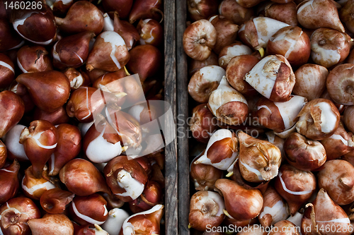 Image of Tulips bulbs