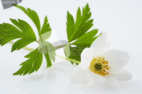 Image of Isolated white flower