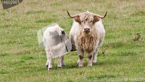 Image of Calf with mother