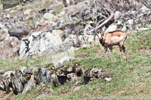 Image of Rupicapra - Italy