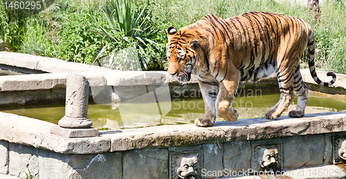 Image of Walking tiger (Panthera Tigris)