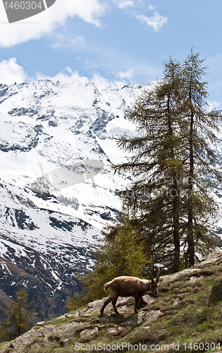 Image of Capra Ibex - Italian Alps