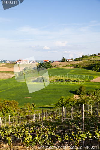 Image of Italian vineyard: Monferrato