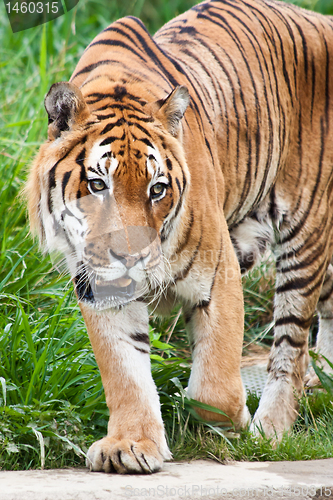 Image of Danger: hungry tiger