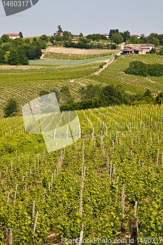 Image of Barbera vineyard - Italy