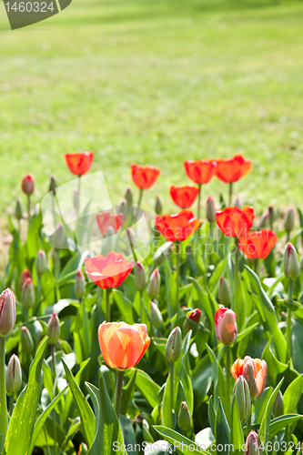 Image of Spring tulips impregnated by the sun