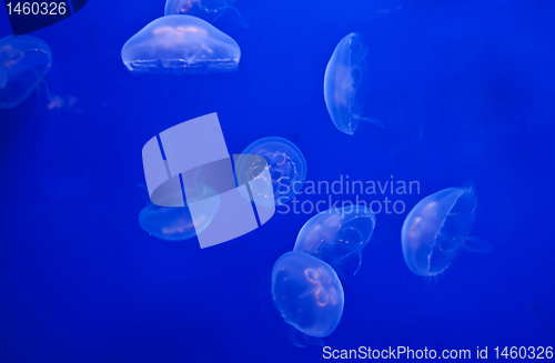 Image of Jellyfish on blue