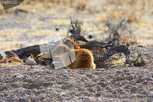 Image of Yellow Mongoose (Cynictis penicillata)