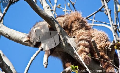 Image of Procyon lotor Linnaeus