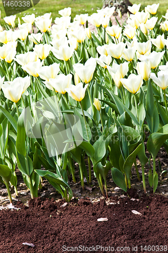 Image of Tulips - Jaap Groot varieties