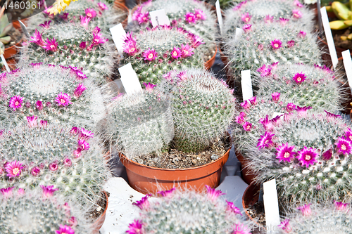 Image of Cactus plant