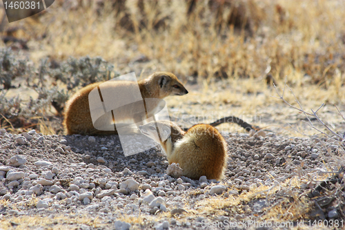 Image of Yellow Mongoose (Cynictis penicillata)