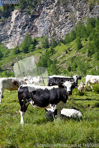 Image of Cows and Italian Alps