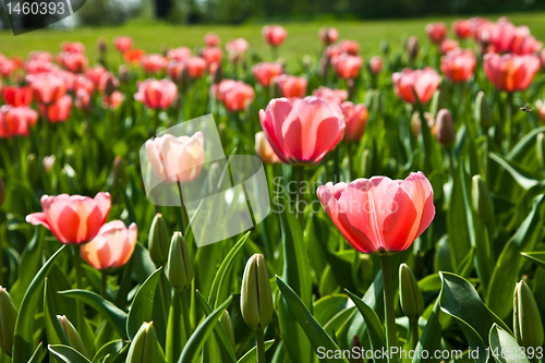 Image of Spring tulips impregnated by the sun