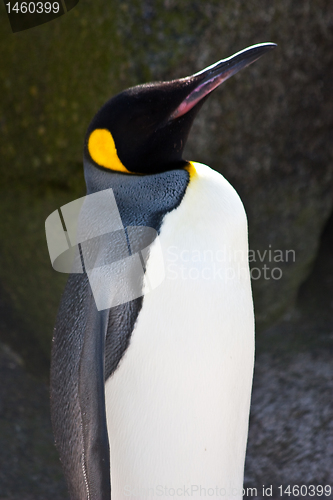 Image of King Penguin