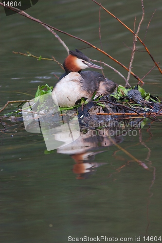 Image of A great crested grebe nesting