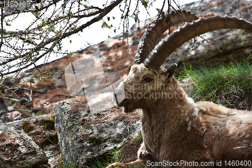 Image of Capra Ibex - Italian Alps