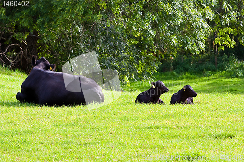 Image of Calfs in the field