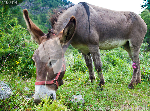 Image of Donkey on Italian Alps