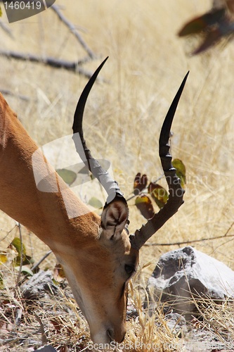 Image of Black Faced Impala