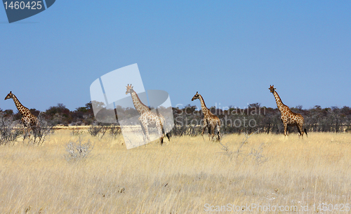 Image of Group of giraffes