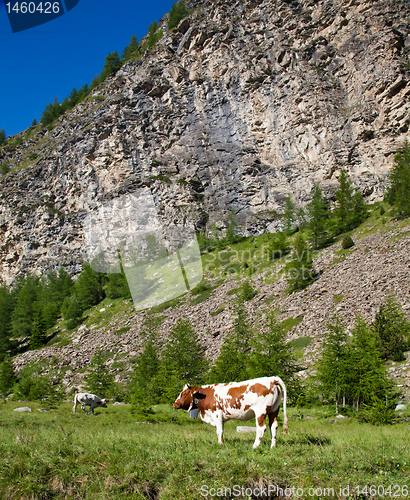Image of Cows and Italian Alps