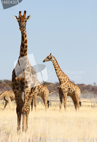 Image of Group of giraffes