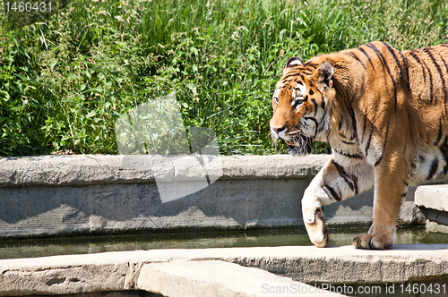 Image of Walking tiger (Panthera Tigris)