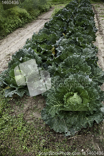 Image of Cabbage