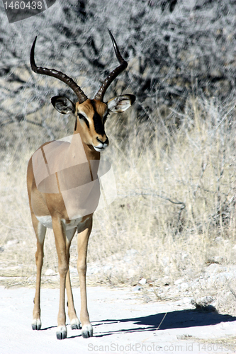 Image of  impala