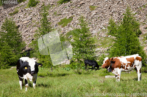 Image of Cows and Italian Alps