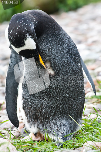 Image of Gentoo Penguin