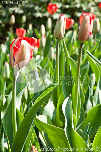 Image of Spring tulips impregnated by the sun