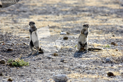 Image of  marmots