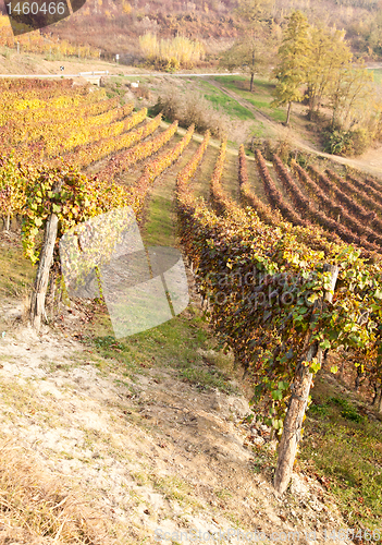 Image of Vineyard in autumn