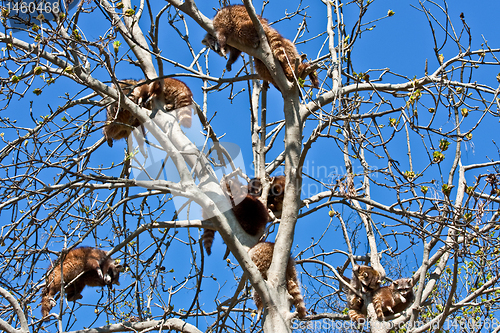 Image of Procyon lotor Linnaeus