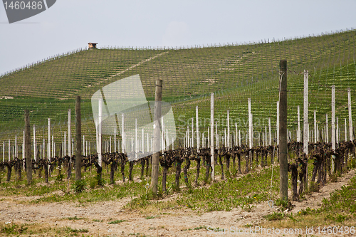 Image of Barbera vineyard - Italy