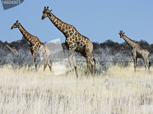 Image of Group of giraffes