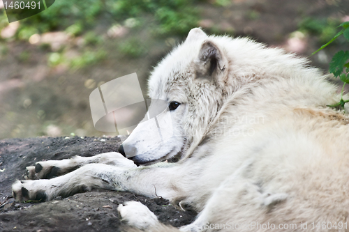 Image of White wolf