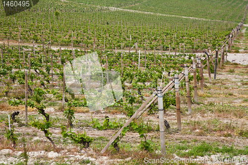 Image of Barbera vineyard - Italy