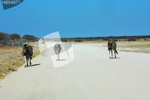 Image of Three zebras, one road