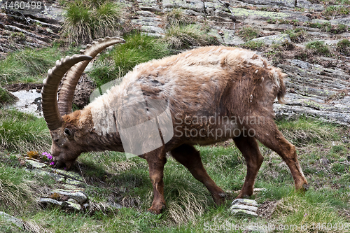Image of Capra Ibex - Italian Alps