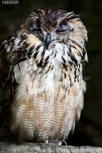 Image of Bengale Eagle Owl